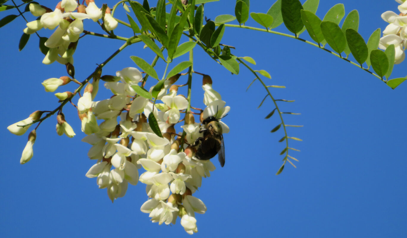 Miere BIO Naturală – Produse Apicole – Honey Colonia