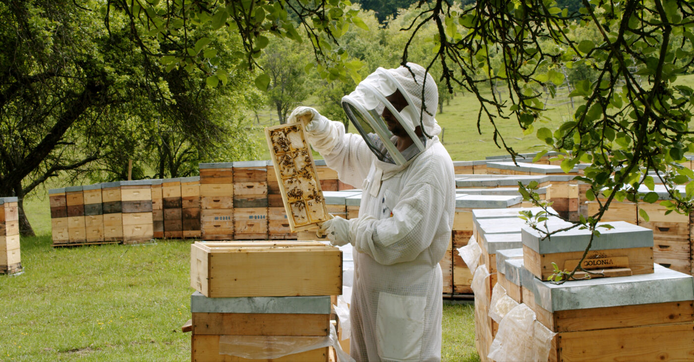 Miere BIO Naturală – Produse Apicole – Honey Colonia