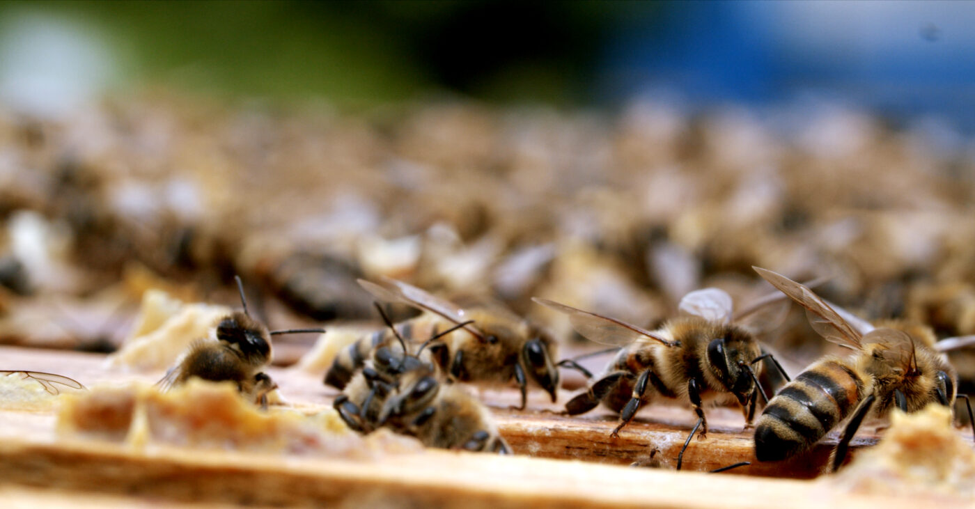 Miere BIO Naturală – Produse Apicole – Honey Colonia