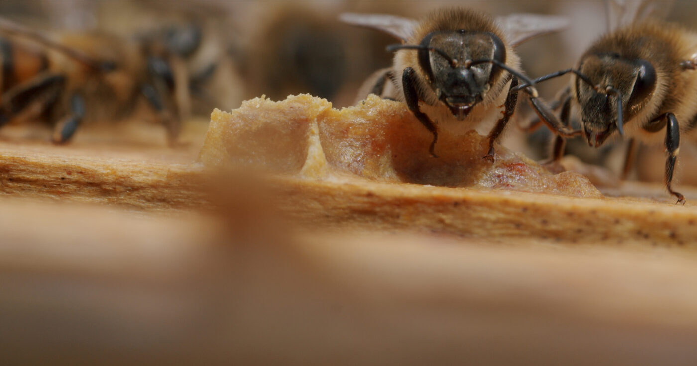 Miere BIO Naturală – Produse Apicole – Honey Colonia