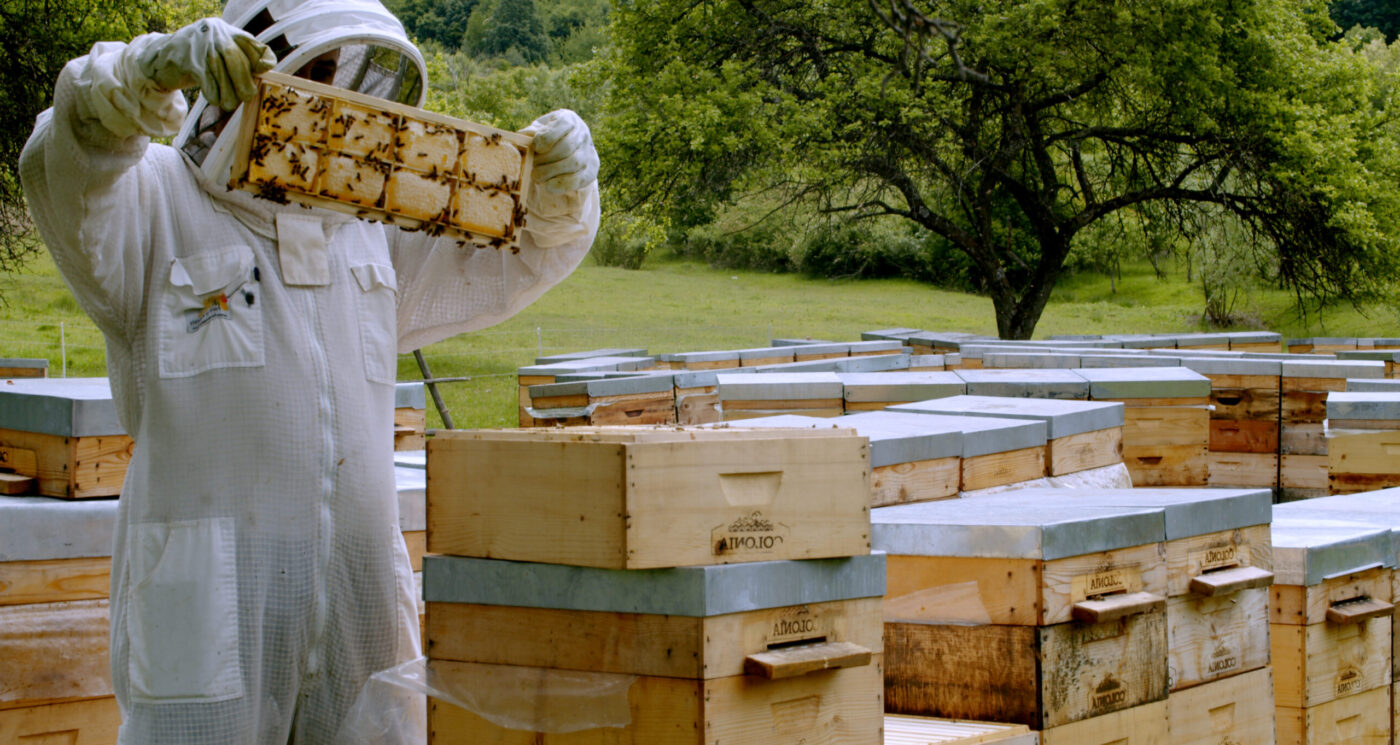 Miere BIO Naturală – Produse Apicole – Honey Colonia