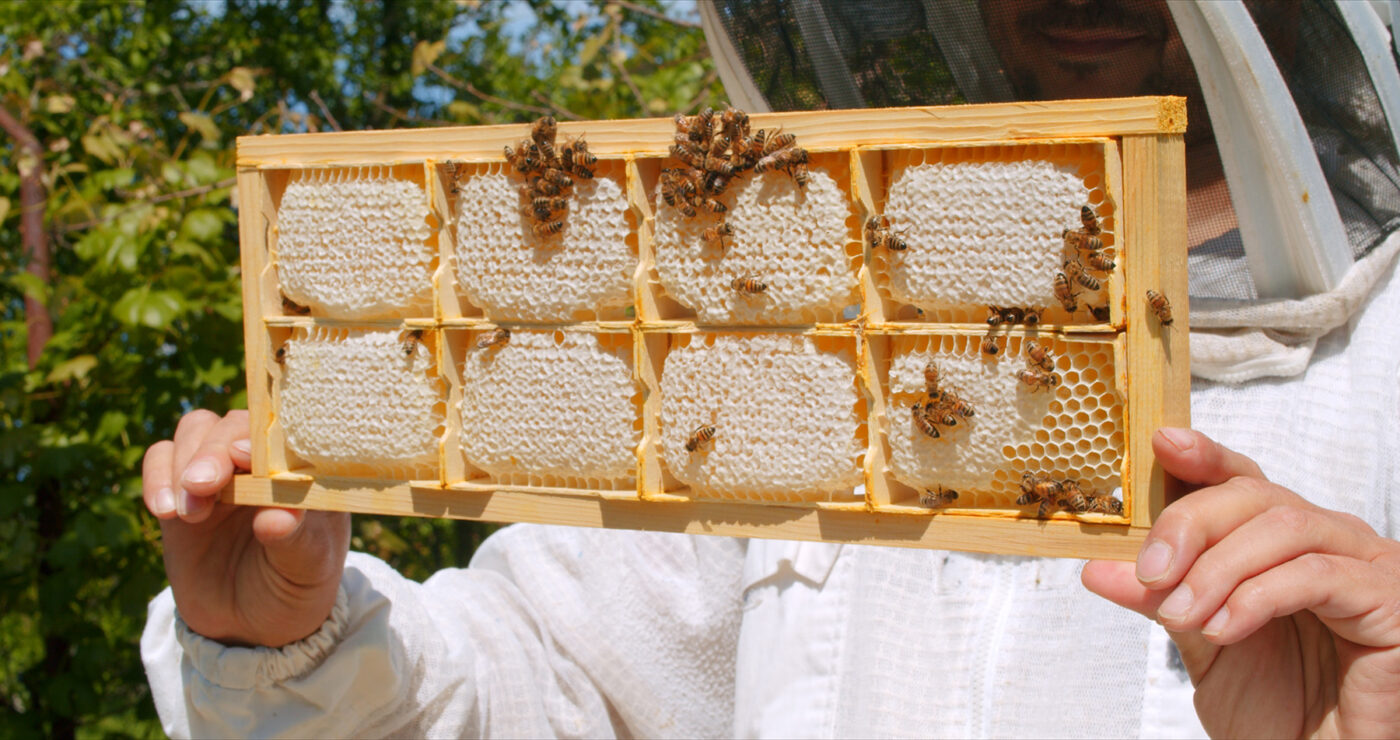 Miere BIO Naturală – Produse Apicole – Honey Colonia