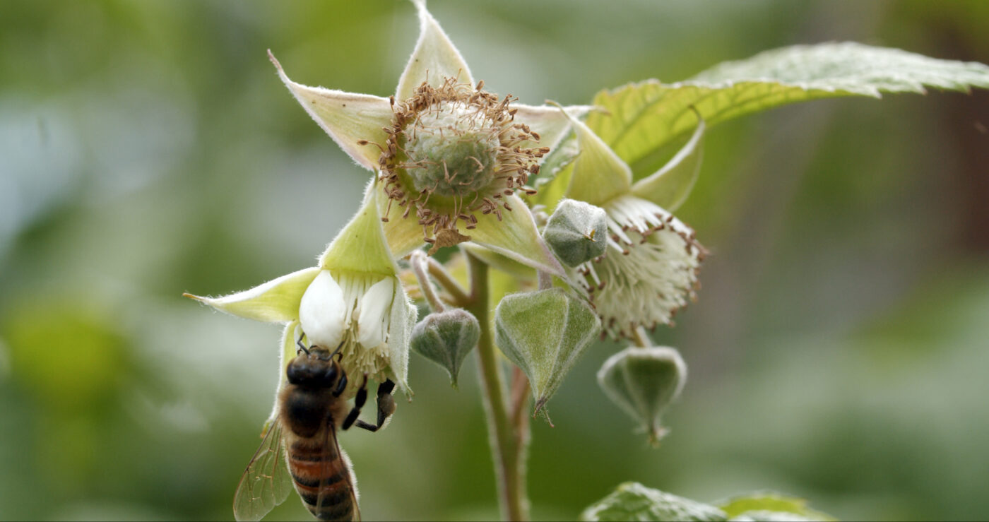 Miere BIO Naturală – Produse Apicole – Honey Colonia