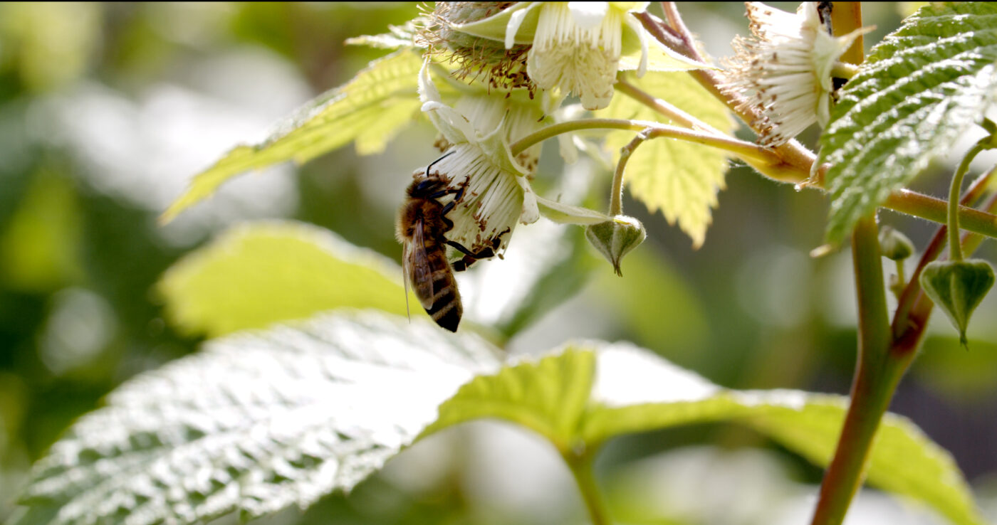 Miere BIO Naturală – Produse Apicole – Honey Colonia