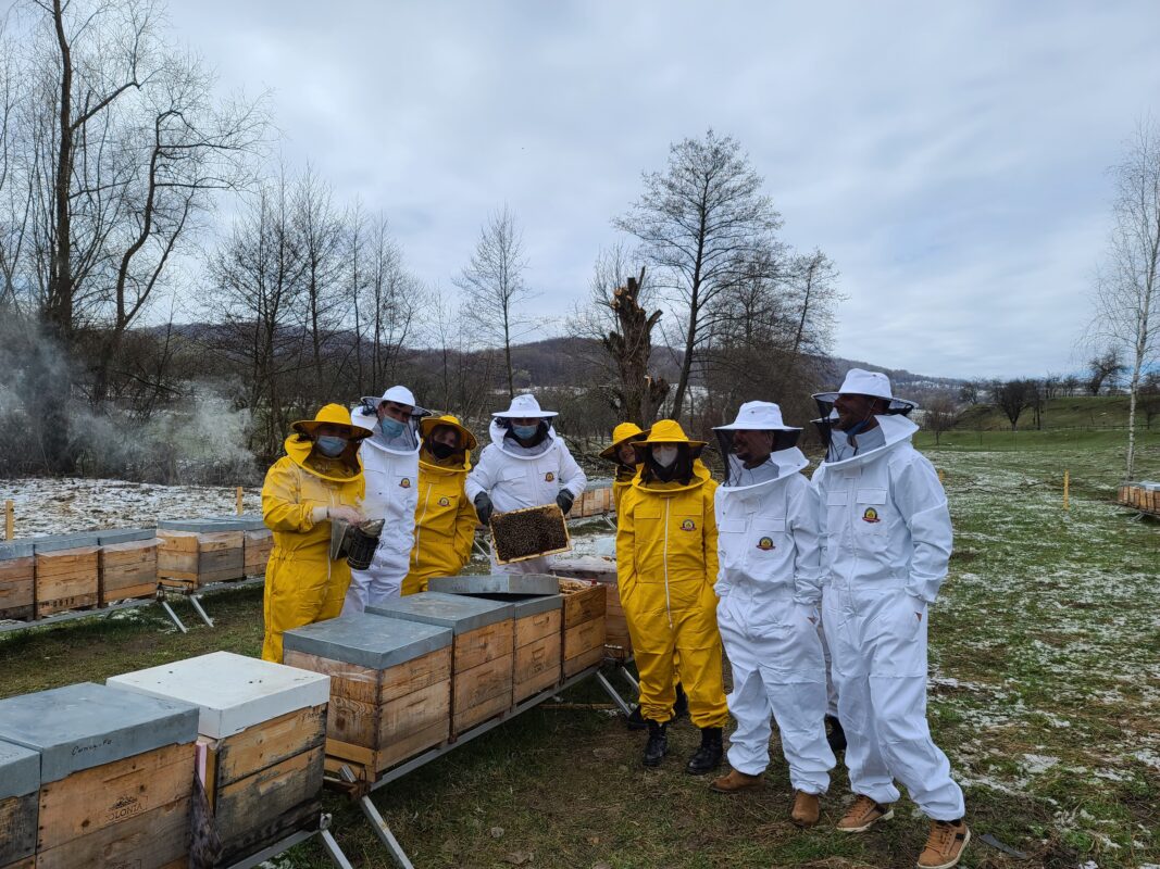 honeycolonia despre noi