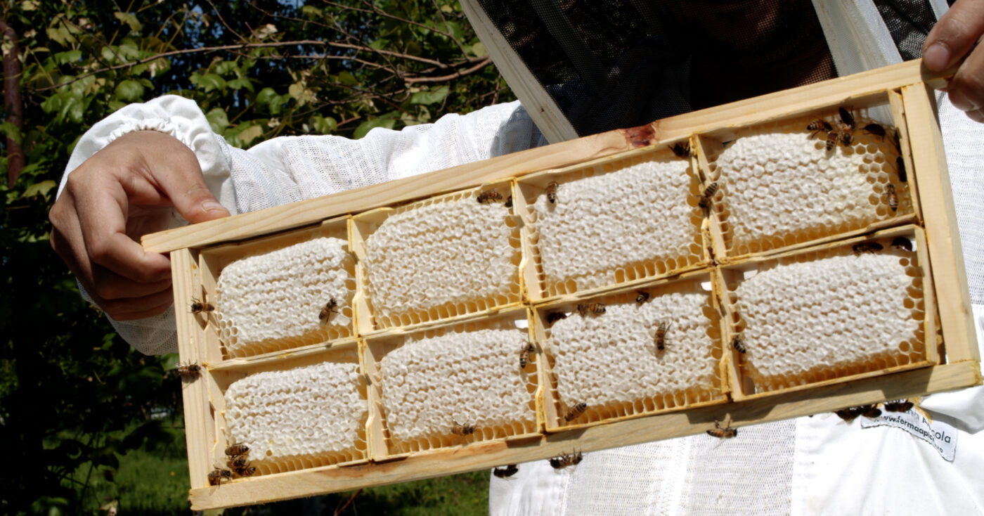 Miere BIO Naturală – Produse Apicole – Honey Colonia