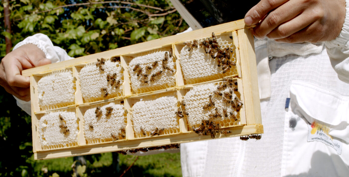 Miere BIO Naturală – Produse Apicole – Honey Colonia