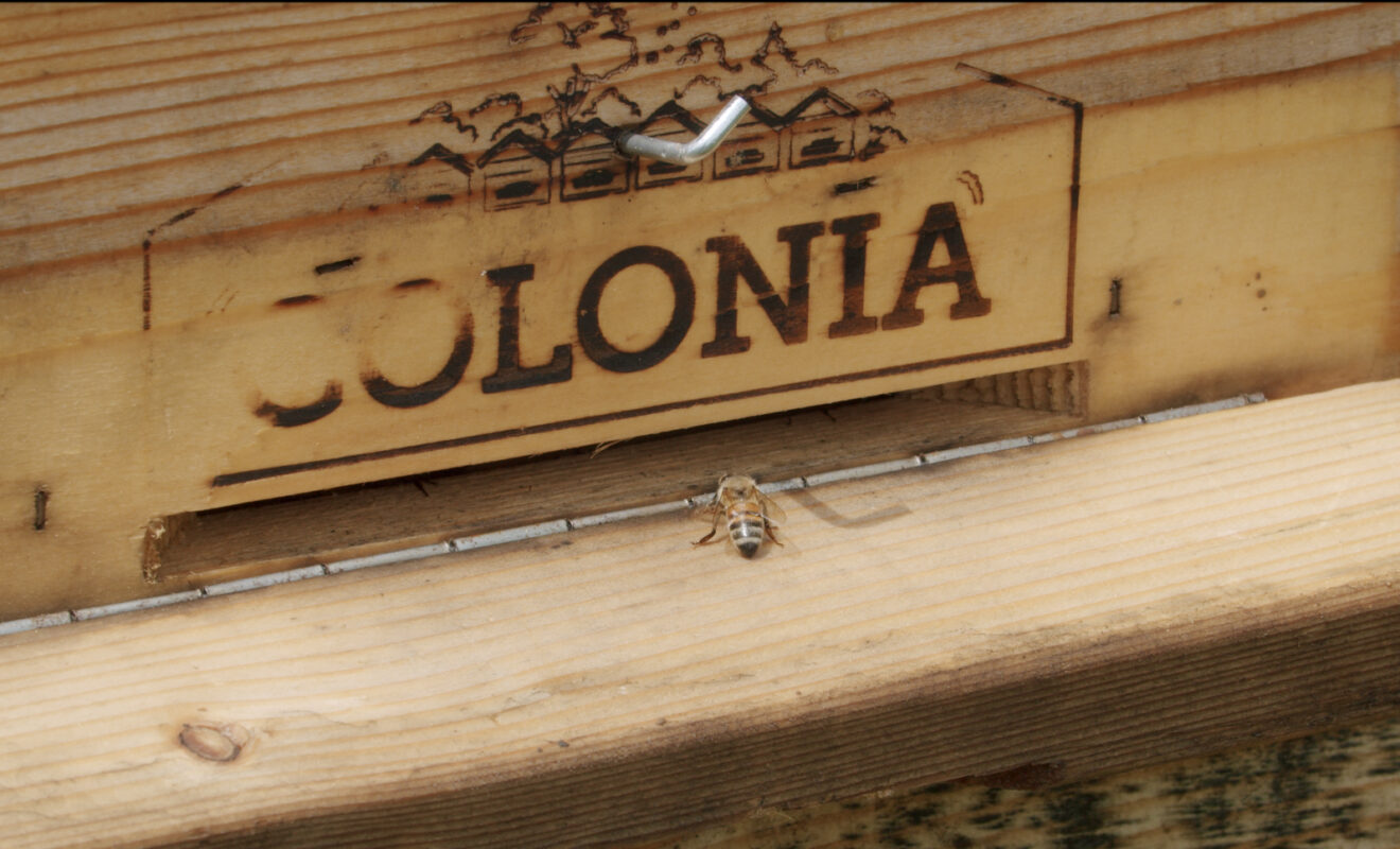 Miere BIO Naturală – Produse Apicole – Honey Colonia