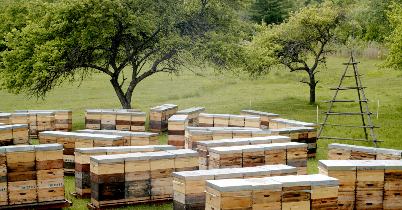 Miere BIO Naturală – Produse Apicole – Honey Colonia