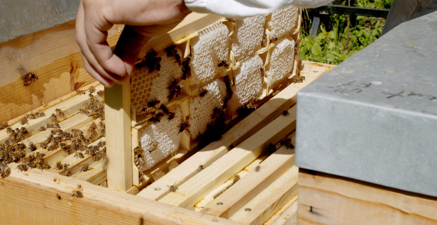 Miere BIO Naturală – Produse Apicole – Honey Colonia