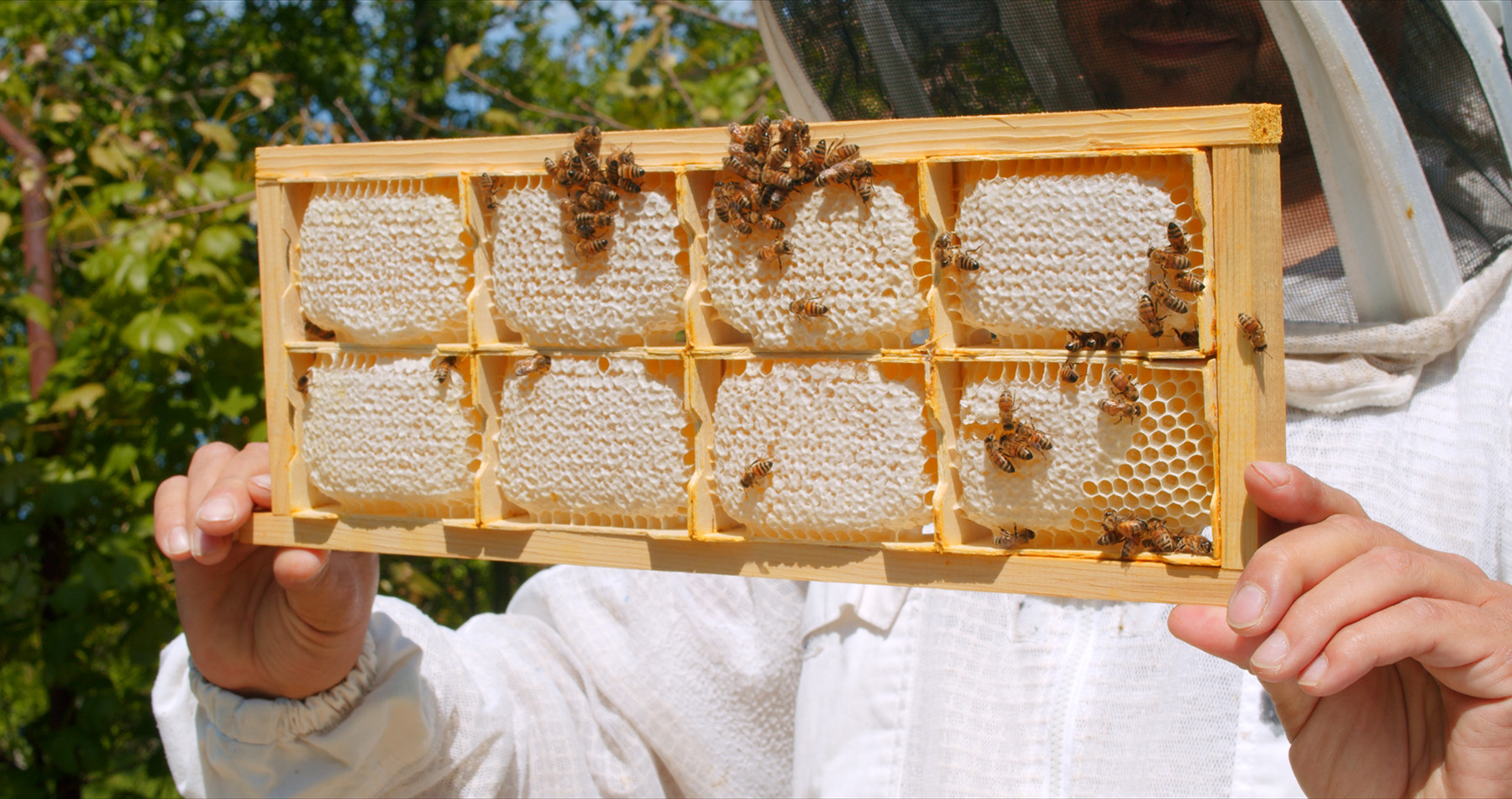 Miere BIO Naturală – Produse Apicole – Honey Colonia