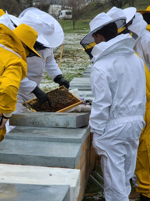 honeycolonia.com despre noi