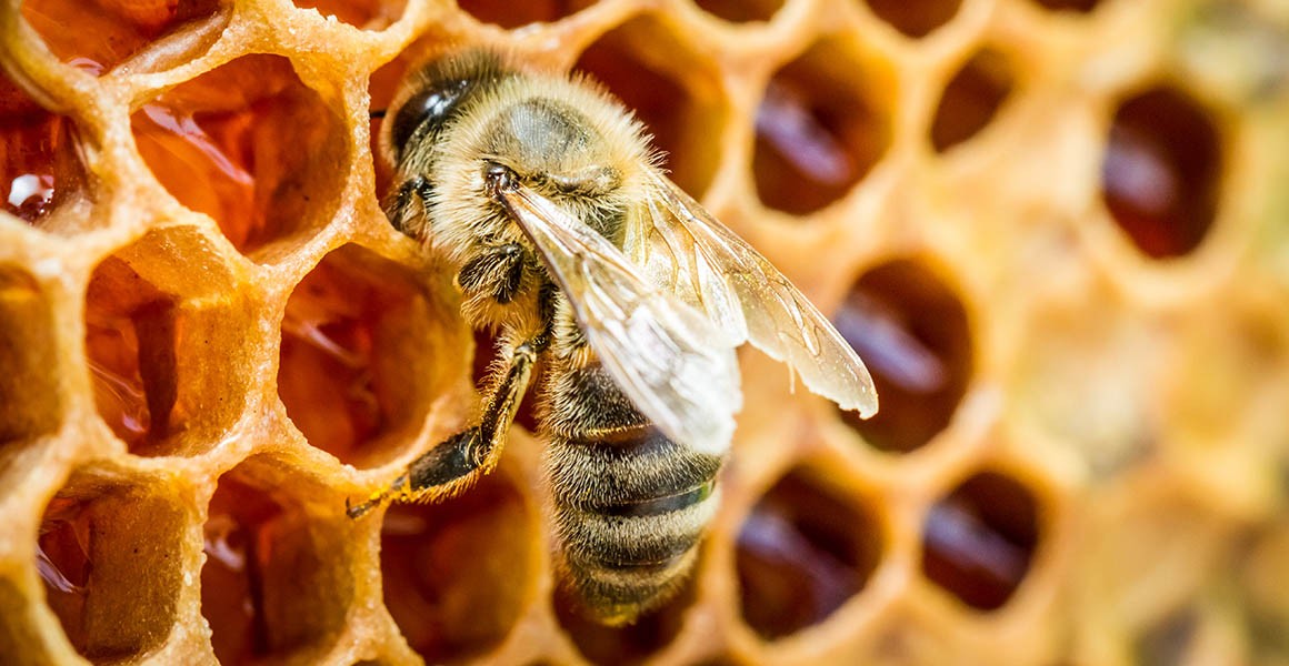 Miere BIO Naturală – Produse Apicole – Honey Colonia